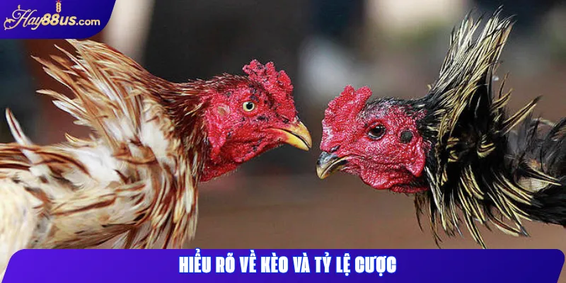 Hiểu rõ về kèo và tỷ lệ cược