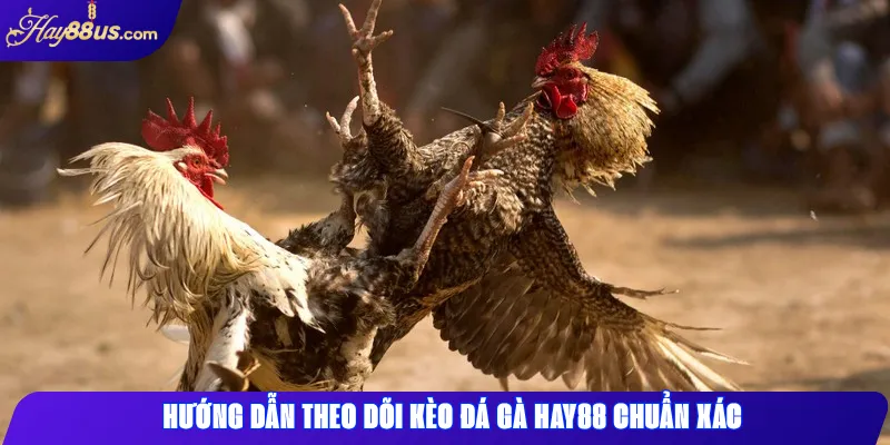 Hướng dẫn theo dõi kèo đá gà Hay88 chuẩn xác